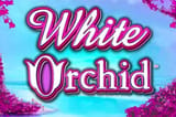 White orchid